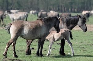 cavalos dentro a alemão Munsterland foto