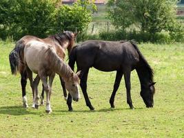 cavalos na Vestfália foto