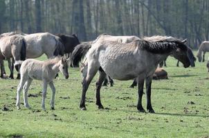 cavalos dentro a alemão Munsterland foto