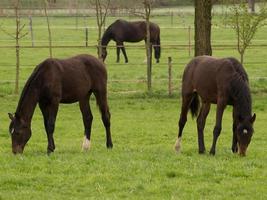 cavalo e potros foto