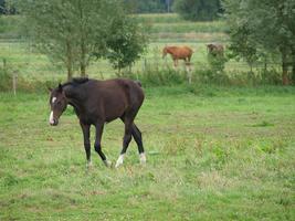cavalos na Vestfália foto