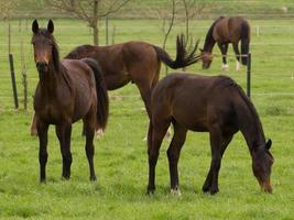 cavalo e potros foto