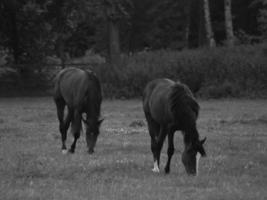 cavalos na Vestfália foto