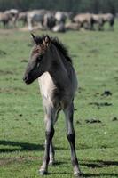 cavalos na Vestfália foto