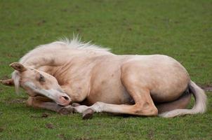 cavalos na Vestfália foto