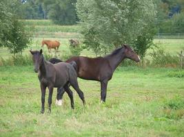 cavalos na Vestfália foto