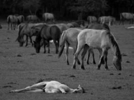 selvagem cavalos em uma campo foto