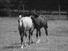 cavalos dentro Alemanha foto