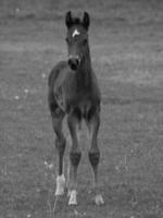 muitos cavalos dentro Alemanha foto