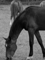 muitos cavalos dentro Alemanha foto