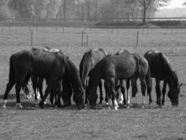 cavalos em um prado alemão foto