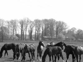 cavalos em um prado alemão foto