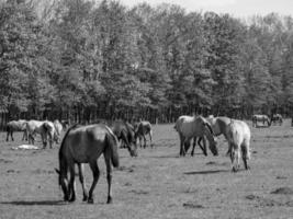 cavalos em um prado alemão foto