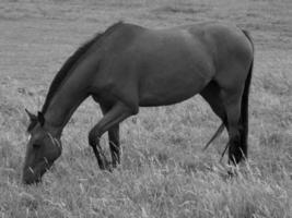 cavalos e potros na alemanha foto