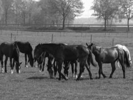 cavalos em um prado alemão foto