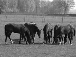 cavalos em um prado alemão foto