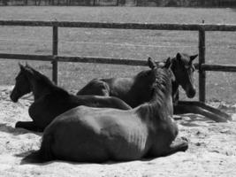 cavalos em um prado alemão foto