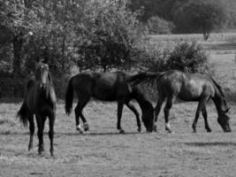 cavalos em um prado alemão foto