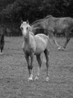 cavalos e potros na alemanha foto