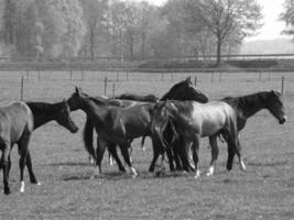 cavalos em um prado alemão foto