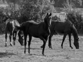 cavalos e potros na alemanha foto