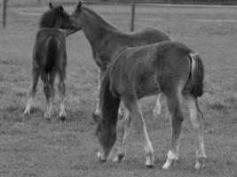 cavalos em um prado alemão foto