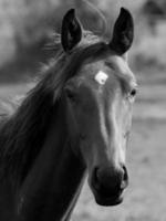 cavalos dentro Alemanha foto