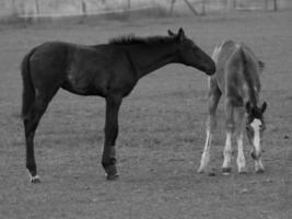 cavalos e potros na alemanha foto