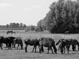cavalos dentro Alemanha foto