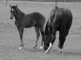 cavalos em um prado alemão foto