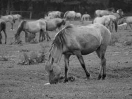 selvagem cavalos em uma Prado foto