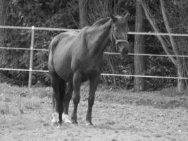 cavalos e potros na alemanha foto