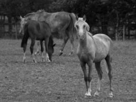 cavalos e potros na alemanha foto