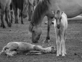 selvagem cavalos em uma alemão campo foto