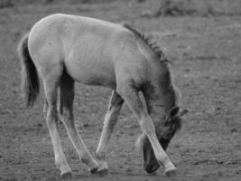 selvagem cavalos em uma alemão campo foto