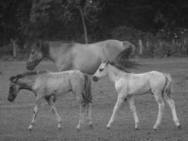 cavalos em um prado alemão foto