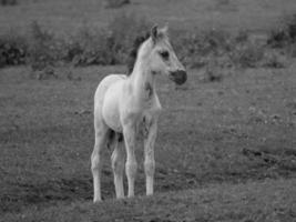 selvagem cavalos em uma alemão campo foto