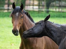 cavalos em um prado na Alemanha foto