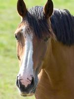 cavalos em um prado alemão foto