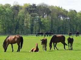 cavalos dentro Alemanha foto