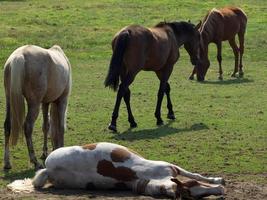 cavalos em um prado alemão foto