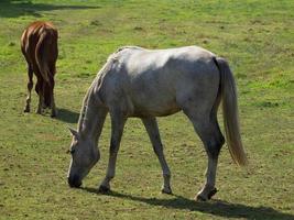 cavalos em uma campo dentro Alemanha foto