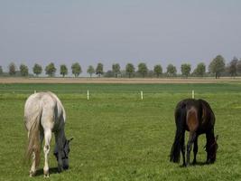 cavalos às Primavera Tempo dentro Alemanha foto