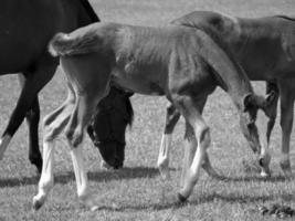 cavalos em Prado dentro Alemanha foto