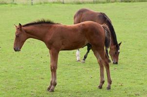 cavalos com potros foto