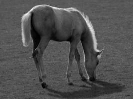 cavalos dentro Alemanha foto