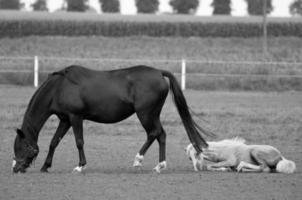 cavalos em Prado dentro Alemanha foto