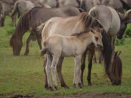 selvagem alemão cavalos foto