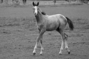 cavalos em Prado dentro Alemanha foto