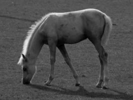 cavalos dentro Alemanha foto